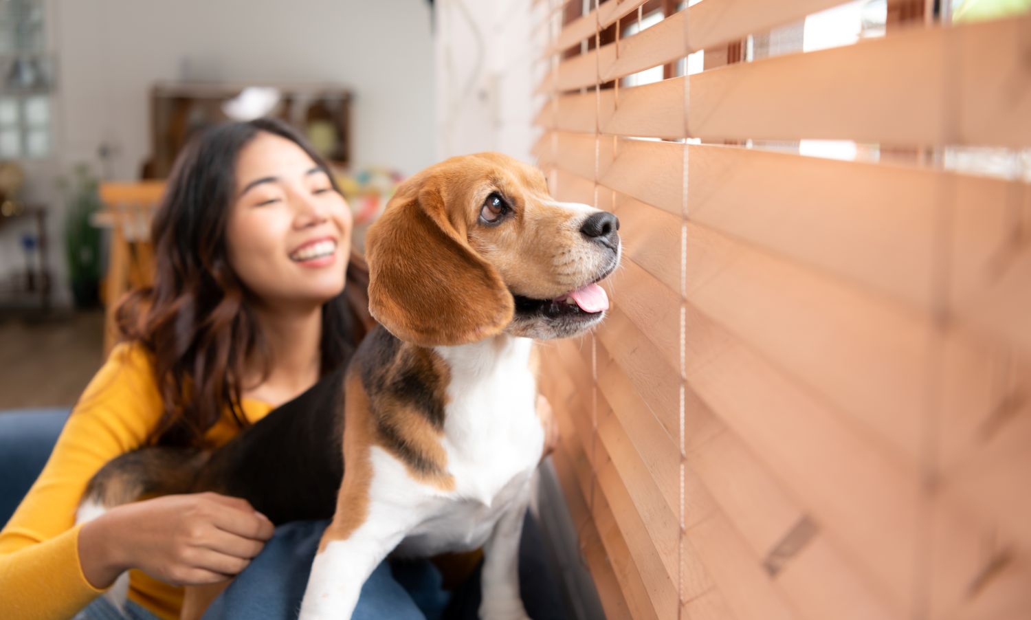 dog comfortable in condo